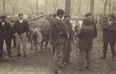 Pau Le marché aux bestiaux