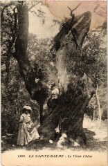 La Sainte-Baume - Le Vieux Chene