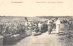 La Champagne Travail De La Vigne Les Vendanges Epuchage