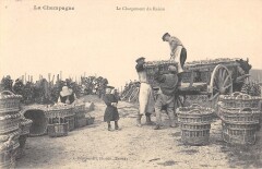 La Champagne Le Chargement Du Raisin