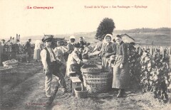 La Champagne Travail De La Vigne Les Vendanges Epluchage