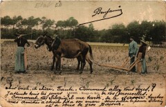 Landes - Binage du Mais - Folklore