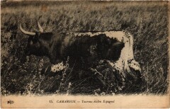 Camargue - Taureau Etalon Espagnol -
													13 Bouches du Rhône
												
