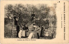 Cueillette des Olives en Provence