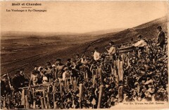 Moet et Chandon - Les Vendanges a Ay-Champagne
