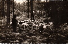 Paturage dans la foret de Gascogne France -
													40 Landes
												