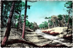 Les Landes Pittoresques La Route en foret France -
													40 Landes
												