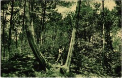 La Lande Pittoresque Le Resinier France -
													40 Landes
												