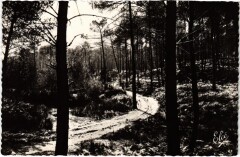 La Lande Chemin dans la Foret France
