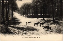 Dans les Landes France