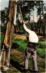 La Lande Le Resinier au travail France -
													40 Landes
												