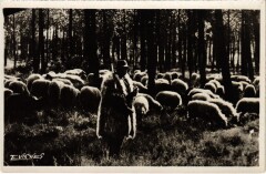 Au Pays Landais Berger et moutons en hiver France