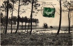 Paysage des Landes Les Pins La Lagune, La Lande France -
													40 Landes
												