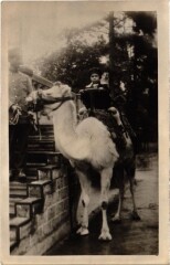 Jardin d'Acclimatation - Dromadaire à Paris 16e