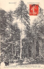 Le President Le Plus Gros Sapin De La Foret De Joux Jura -
													39 Jura
												