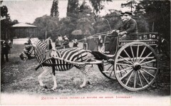 Jardin d'Acclimatation - Zèbre a robe Isabelle rayée de brun -
																					75000 Paris
																			