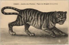 Paris 5e Jardin des Plantes Tigre du Bengale