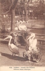 Paris Ve Paris Jardin Des Plantes Pelican Blanc Europe -
																					75005 Paris 5e
																			