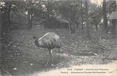 Paris Ve Jardin Des Plantes Emeu Dromaeus Novae J+HOLLANDIAE à Paris 5e