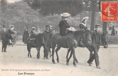 Carte postale ancienne Jardin Zoologique d'Acclimatation de Paris - Les Poneys
                                                                     à Neuilly-sur-Seine
                                