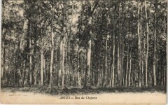 Arces Bois du Chapitre France -
													89 Yonne
												