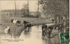 La Loupe Chevaux a la Baignade à La Loupe