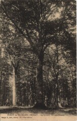 Morat Foret de Troncais Le Sylvain