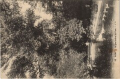 Vichy Le gros arbre au Parc France à Vichy