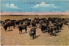 En Provence - Manade de Taureaux