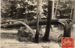 Vincennes Arbres deracines et dechiquetes Cyclone France à Vincennes