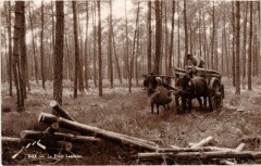 Dax La Foret Landaise