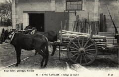Type Landais Attelage de Mules France