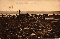 Perros-Guirec Recolte du Goemon à Perros-Guirec