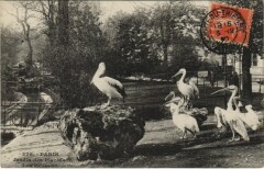Paris 5e Jardin des Plantes Pélicans