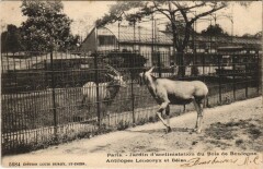 Jardin d'acclimatation du Bois Boulogne - Antilopes Leucoryx et Béisa à Neuilly-sur-Seine