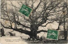 La Loupe Le gros Chene France à La Loupe
