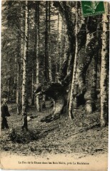 Le Fau de la Dame dans les Bois Noirs prés la Madeleine