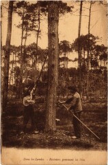 Resiniers gemmant les Pins France