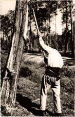La Lande Le Resinier au travail France -
													40 Landes
												