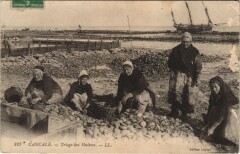 Cancale Triage des Huitres à Cancale
