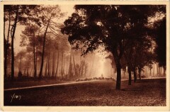 Hossegor Troupeau de moutons