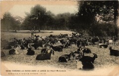 Chevres au Repos dans la Lande France