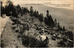 Pierre s Haute Un Troupeau dans la Montagne France -
													63 Puy de Dôme
												