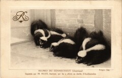 Jardin d'Acclimatation - Skunks du Connecticut à Neuilly-sur-Seine