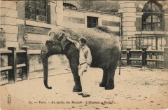 Paris 5e Jardin des Plantes Elephant