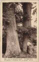 Foret de Troncais - Les Beuax Arbres -
													03 Allier
												