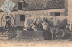 En Beauce Rentree A La Ferme / Vaches -
													28 Eure et Loir
												