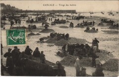 Cancale Triage des Huitres à Cancale