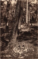 Arcachon Foret de la Conche France