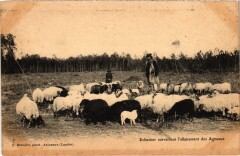 Echassier surveillant l'allaitement des Agneaux France